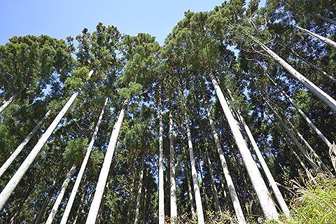 「森林の持つ機能は私たちを守ってくれている」のイメージ