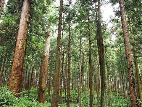 「森林、木材は地球温暖化を防ぐってほんと？」のイメージ